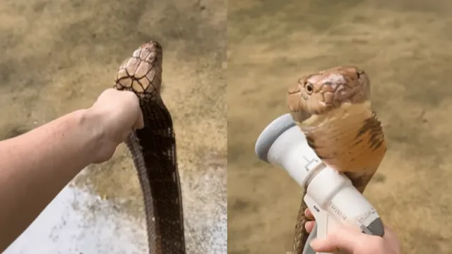 video-of-caretaker-bathing-king-cobra-goes-viral-internet-compares-it-with-this-animal